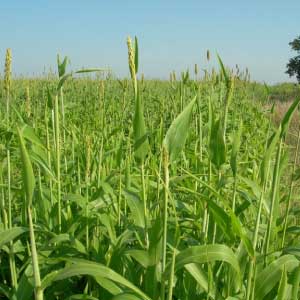 Agriculture