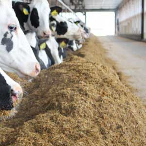 Dairy Farming
